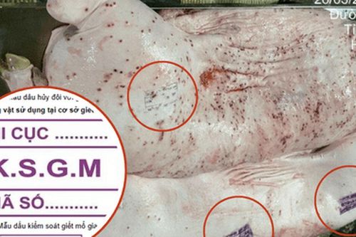 Ai đóng dấu kiểm dịch sai lên heo bệnh của Công ty C.P. Việt Nam?
