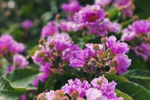Mạng xã hội đang 'rụng tim' vì loạt ảnh hoa bằng lăng tím phủ kín phố phường Hà Nội