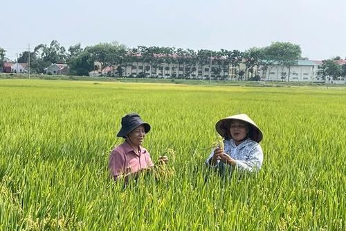 Hiệu quả vượt trội từ canh tác lúa ứng dụng SRI theo hướng hữu cơ