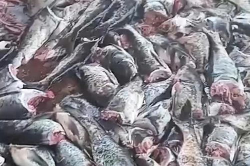 Hà Tĩnh: kiểm tra cá chết bất thường tại hồ thủy điện Kẻ Gỗ