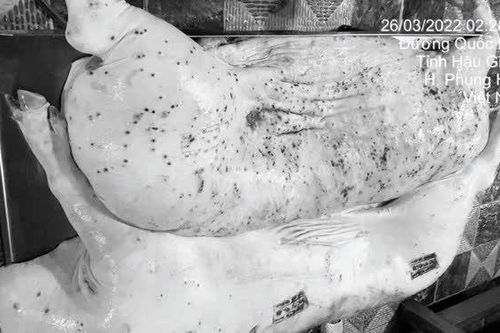 Vụ Công ty C.P bị 'tố' bán thịt lợn bệnh: đã có kết quả xác minh cán bộ đóng dấu kiểm dịch sai