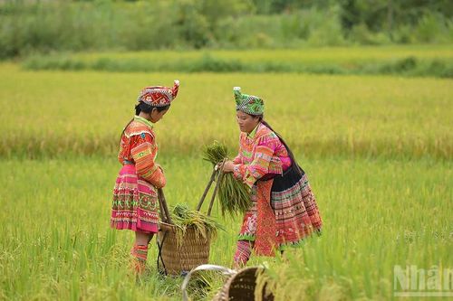 Rực rỡ mùa vàng vùng cao