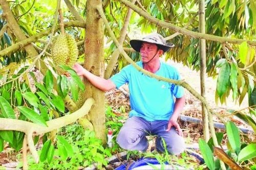 Triển vọng từ phát triển cây ăn quả tại Ia Dom