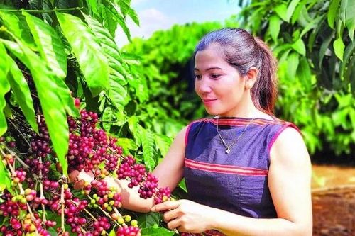 Kỳ 2: Sản xuất cà-phê robusta theo hướng bền vững