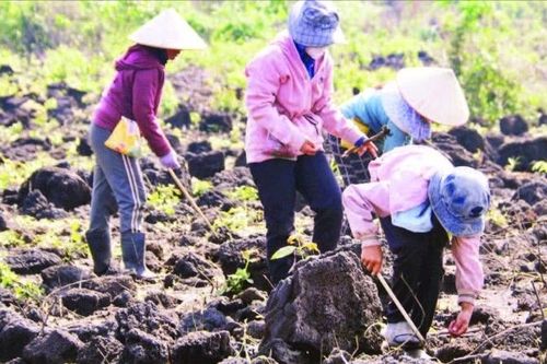 Mùa tra hạt trên vùng dung nham núi lửa