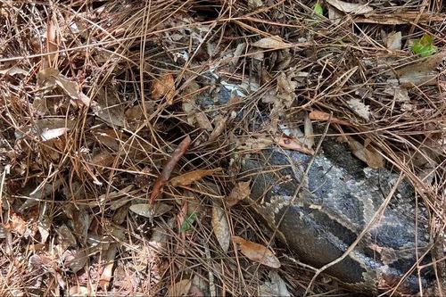 Khó tin mèo rừng Florida 'xử đẹp' trăn Miến Điện dài 4m