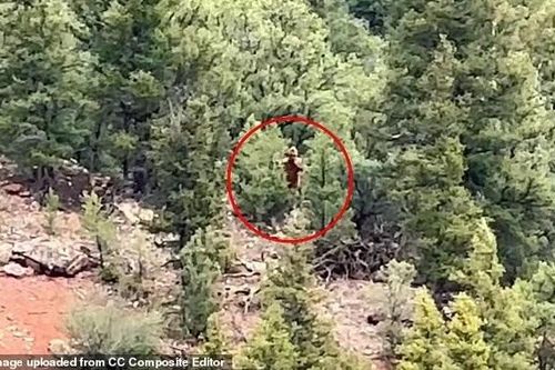 Thêm bằng chứng Bigfoot từ Colorado gây chấn động