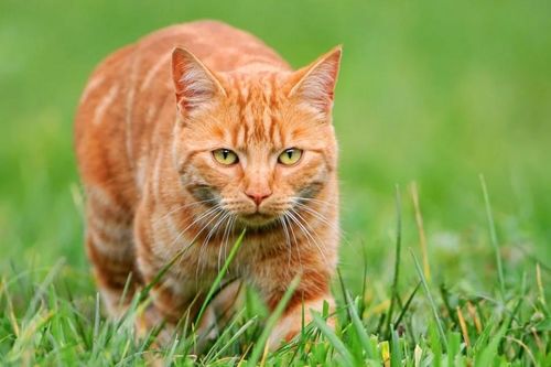 Giải mã bí ẩn mèo cam: Một lỗi gene khiến chúng trở nên đặc biệt