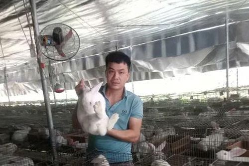 Chàng trai xứ Thanh khởi nghiệp thành công nhờ nuôi thỏ kết hợp dúi