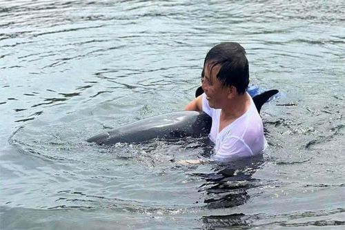 Giải cứu cá heo nặng 200kg mắc cạn tại Đà Nẵng