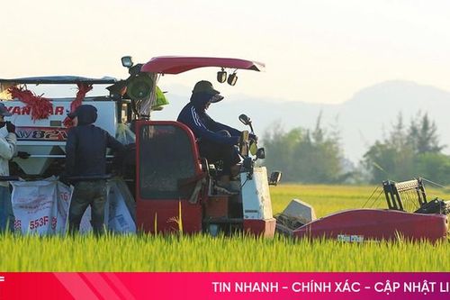 Lúa hữu cơ năng suất cao, tiêu thụ tốt trên đồng ruộng Hà Tĩnh