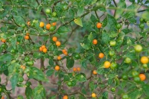 Loại quả đắt đỏ bậc nhất thế giới, giá tới 600 triệu đồng/kg, ở Việt Nam có người đem tặng miễn phí