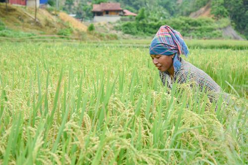 Dẻo thơm hương lúa Mường Pồn