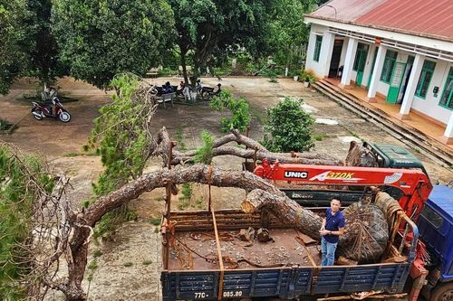 Điều tra vụ việc vận chuyển cây thông không rõ nguồn gốc