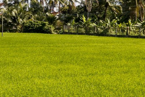 5 tháng, tổng diện tích gieo trồng cây hàng năm của huyện Vạn Ninh được 7.325ha