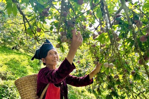 Tà Tổng vào mùa mận chín