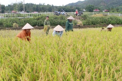 Khẩn trương thu hoạch lúa đông xuân