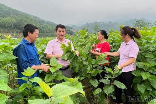 Nguồn vốn ưu đãi: Chìa khóa giúp Bảo Yên giảm nghèo và phát triển kinh tế