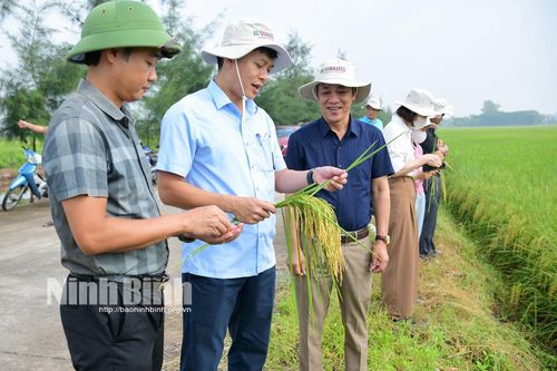 Đánh giá mô hình trình diễn giống lúa Ngọc Nương 9