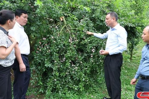 Giá mận Phiêng Khoài tiếp tục ổn định