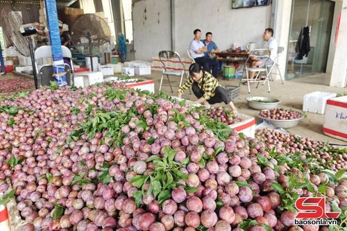 Sớm có giải pháp trong tiêu thụ mận hậu Mộc Châu