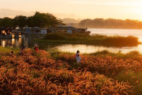 'Check in' vườn cỏ lau tím bên sông Hương