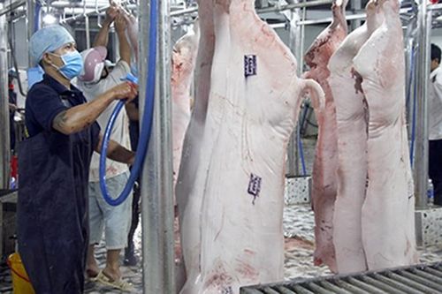 Vụ thịt lợn bệnh của Công ty C.P: Nhân viên thú y trực kiểm soát giết mổ chưa thực hiện hết hết trách nhiệm