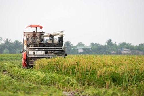 Hải Dương thu hoạch lúa đông xuân ở huyện đầu tiên
