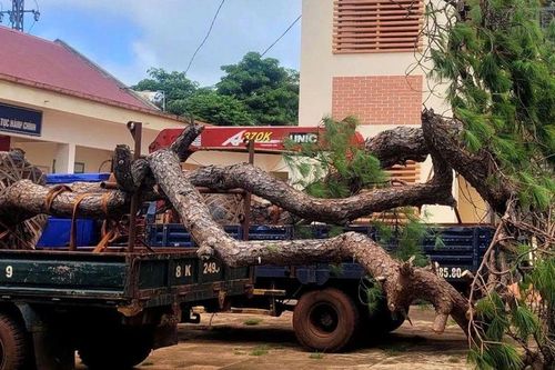 Tạm giữ 2 tài xế 'bỏ của chạy lấy người' khi bị phát hiện chở thông bon sai cổ thụ