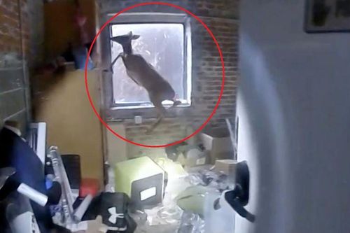 Clip: Nhận tin báo có trộm đột nhập, cảnh sát tức tốc đến nơi thì gặp... 'Bambi' hoảng loạn