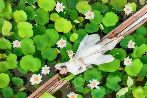 Thanh khiết mùa sen trắng nơi ngoại thành Hà Nội
