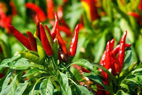 Ớt cay có tác dụng chống lão hóa mạnh mẽ
