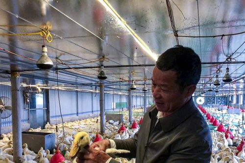 'Làn sóng' nông nghiệp công nghệ cao ở Quảng Ninh