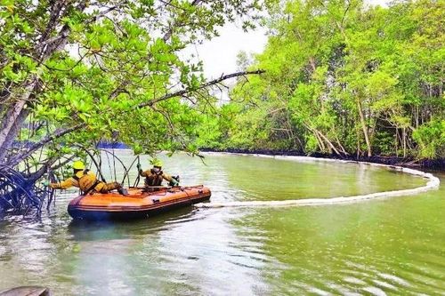 Khẩn trương làm sạch rừng Cần Giờ