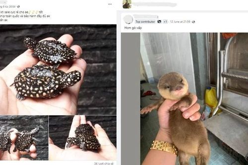 Cộng đồng chung tay 'xóa sổ' các nhóm buôn bán động vật hoang dã trên Facebook
