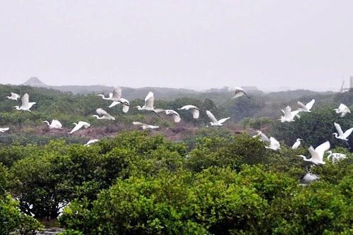'Ga chim quốc tế' ở khu Ramsar Xuân Thủy