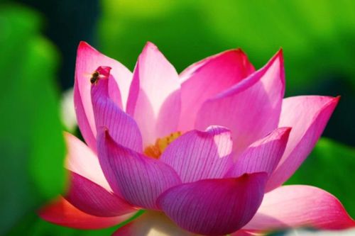Mùa hè về Bắc Ninh ngắm sen hồng, thăm chùa cổ