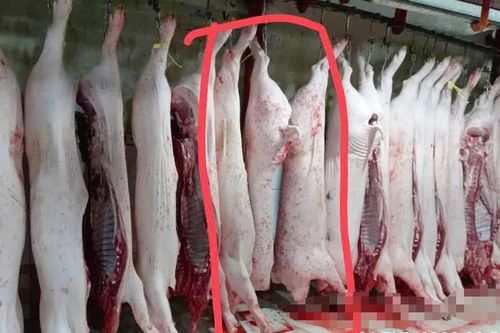 Vụ tố cửa hàng tuồn thịt heo bệnh ra thị trường: Thêm hình ảnh heo có dấu hiệu bất thường