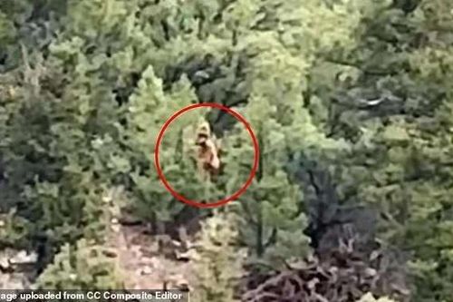 Xôn xao bằng chứng mới nhất về quái thú Bigfoot