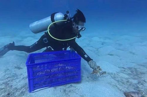 Thả cua 'tiến vua' mang trứng về biển, hồi sinh hệ sinh thái ven bờ