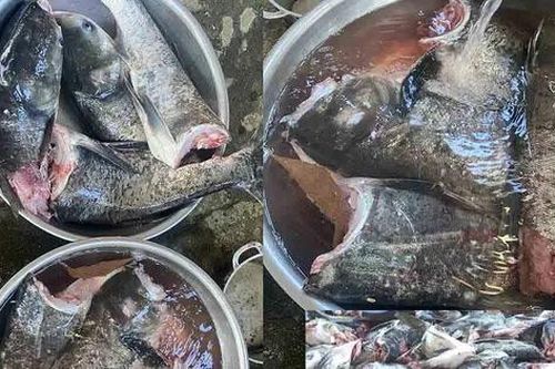 Lãnh đạo tỉnh Hà Tĩnh nói gì về vụ 10 tạ cá mè bị chết ở cửa xả nước hồ Kẻ Gỗ