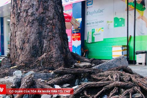 TP.HCM: Hơn 8.000 cây cao tuổi nguy cơ gãy, đỗ