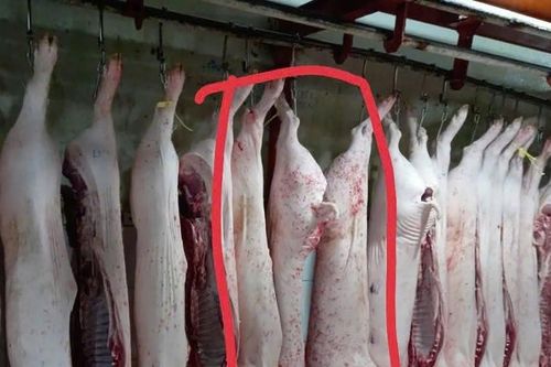 'Người tố C.P. Việt Nam' tung thêm hình ảnh heo đầy đốm lạ: Hé lộ nơi chụp