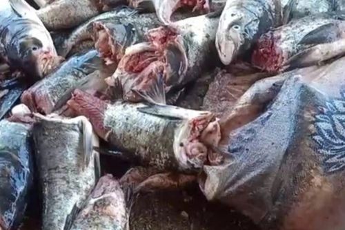 7 tạ cá sống dưới hồ bất ngờ bị cắt đứt đầu, lãnh đạo tỉnh Hà Tĩnh nói gì?