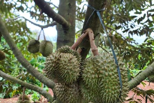 Truy nã đối tượng lừa bán sầu riêng, chiếm đoạt số tiền rất lớn