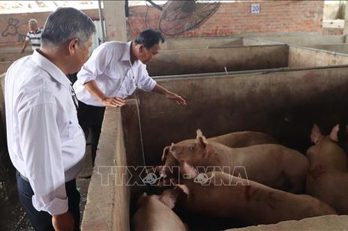 Chấn chỉnh quản lý kiểm dịch, kiểm soát giết mổ