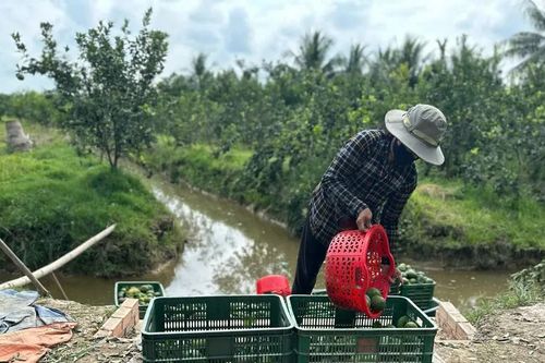 ĐBSCL: Cam sành giảm chỉ còn 1.000 đồng một kg