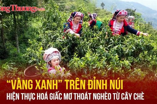 'Vàng xanh' trên đỉnh núi: Hiện thực hóa giấc mơ thoát nghèo từ cây chè