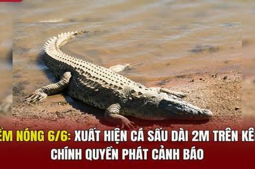 Điểm nóng 6/6: Xuất hiện cá sấu dài 2m trên kênh, chính quyền phát cảnh báo