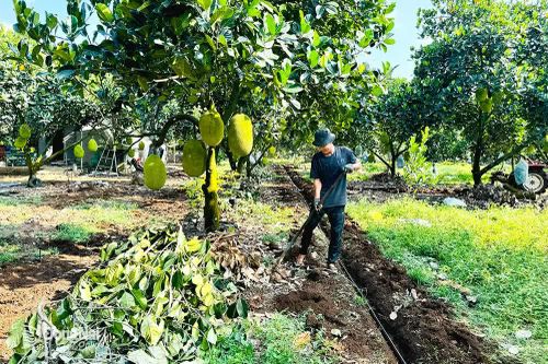 Trái cây xuất khẩu đối mặt với khủng hoảng thừa